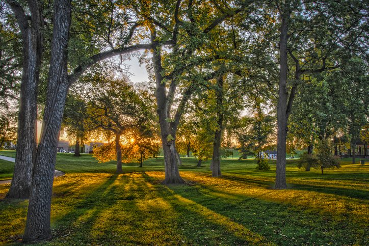Sunrise seen through trees at Island Park in Fargo, ND.